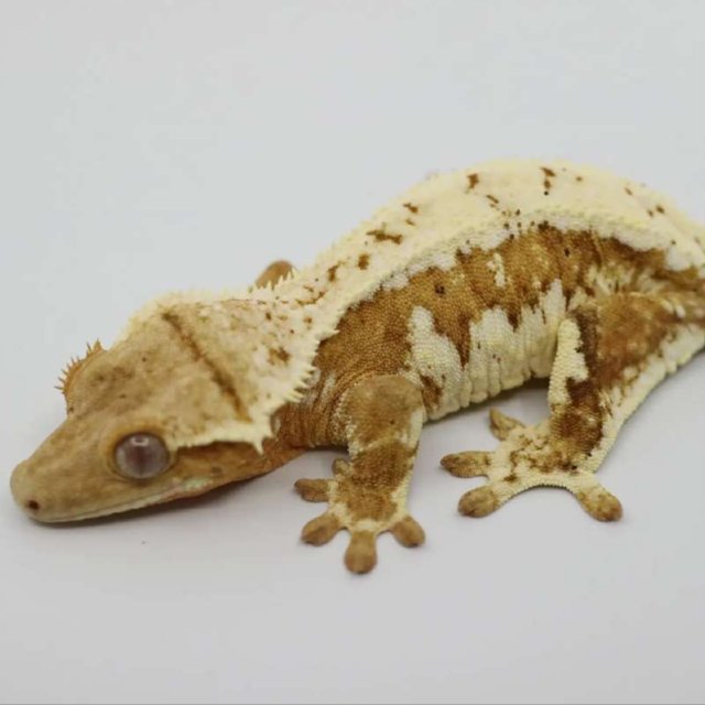 릴리화이트 화이트핀 옐로우 드리피 크림 크림시클