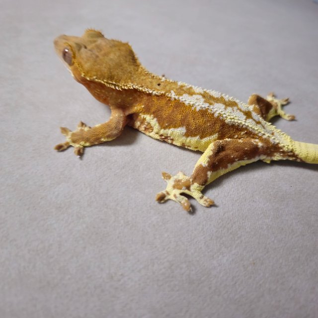 릴리화이트 팬텀 레드 화이트핀