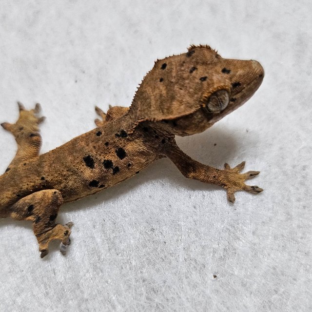 노멀 벅스킨 슈퍼달마시안 레드 옐로우