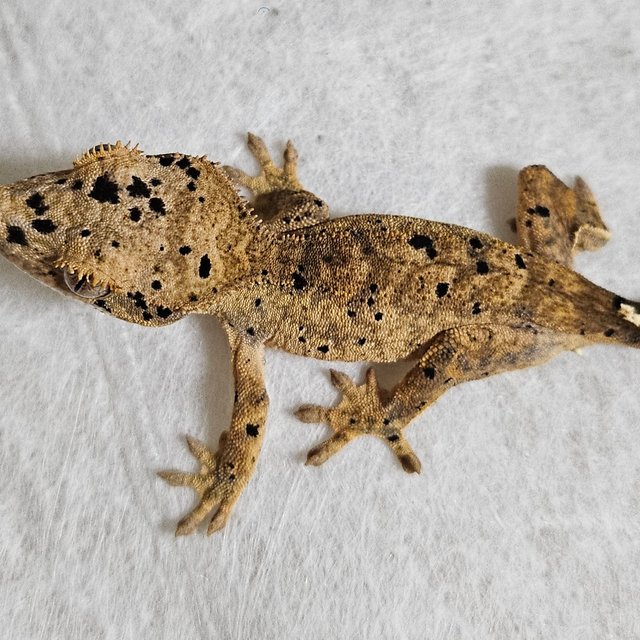 노멀 달마시안 레드 옐로우 화이트 벅스킨