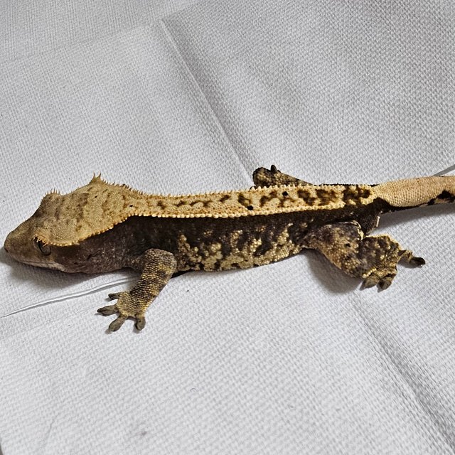 노멀 트라이 화이트스팟 할리퀸 핀스트라이프 익스트림할리퀸