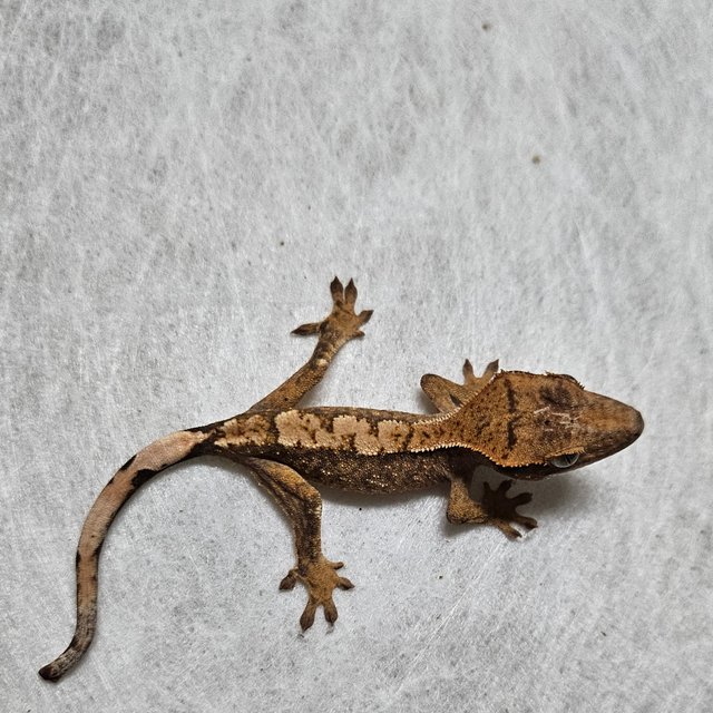 노멀 화이트스팟 익스트림할리퀸 트라이 텐저린