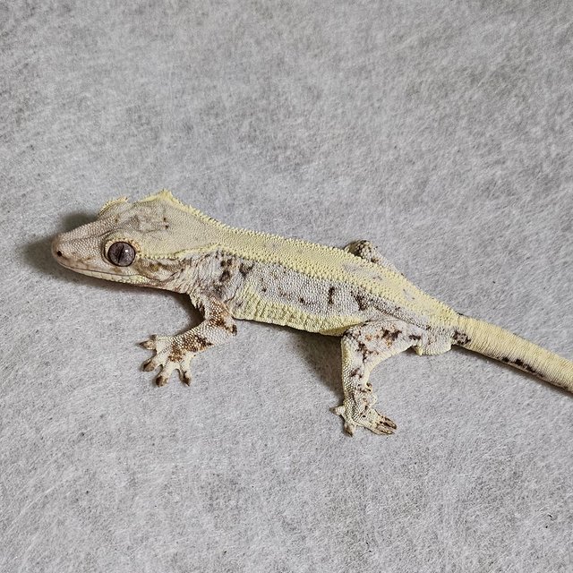 릴리화이트 드리피 화이트크라운 풀핀 화이트