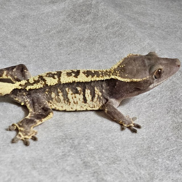 카푸치노 프라푸치노 화이트스팟 화이트크라운 화이트핀