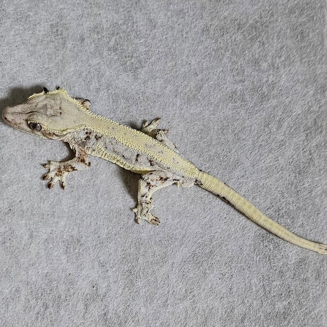 릴리화이트 드리피 화이트크라운 풀핀 화이트