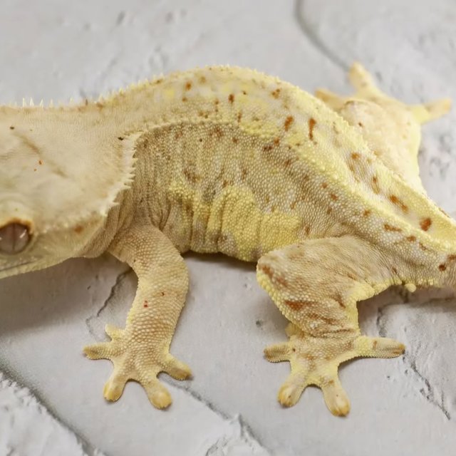 릴리화이트 팬텀 화이트스팟 옐로우 크림 화이트포트홀