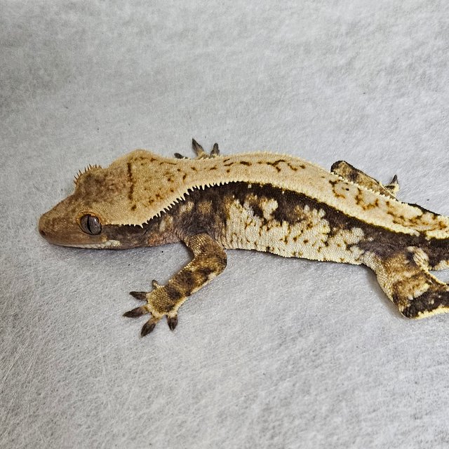 노멀 익스트림할리퀸 풀핀 할리퀸 화이트스팟 화이트크라운