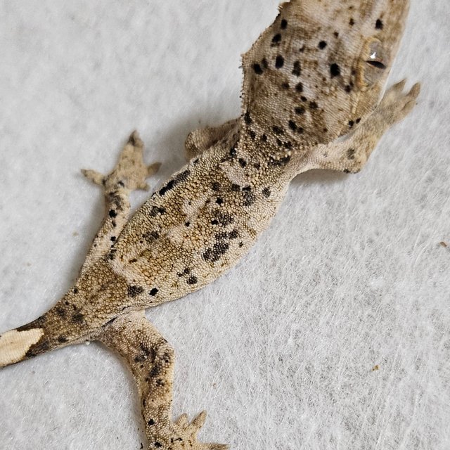 노멀 달마시안 벅스킨 화이트 레드 옐로우