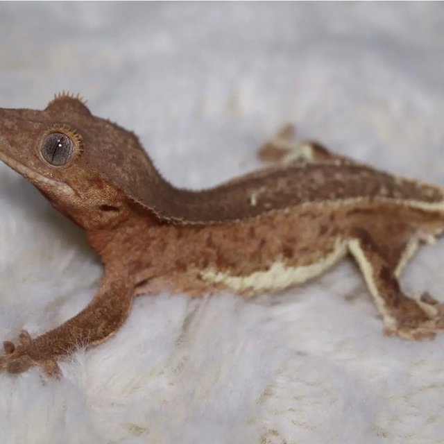 릴리화이트 팬텀 스트로베리 레드