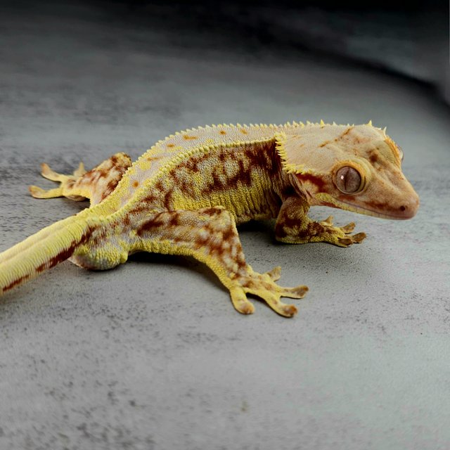 릴리화이트 레드 화이트스팟 풀핀 드리피 화이트