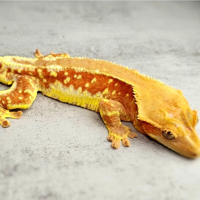 릴리화이트 팬텀 화이트포트홀 레드