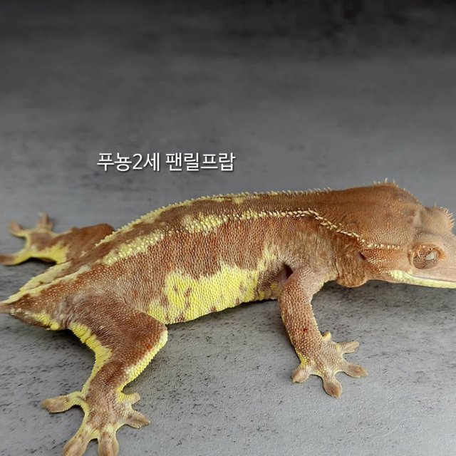 프라푸치노 카푸치노 릴리화이트 화이트크라운 레드