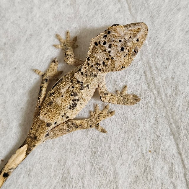 노멀 달마시안 벅스킨 옐로우 화이트 레드