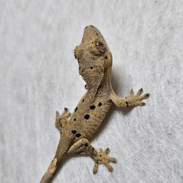 노멀 벅스킨 슈퍼달마시안 옐로우 레드