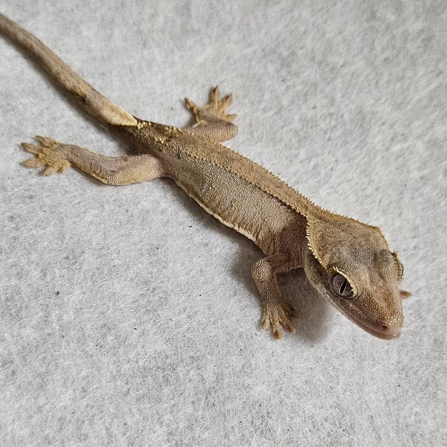 노멀 팬텀 벅스킨 옐로우 크림 크림시클