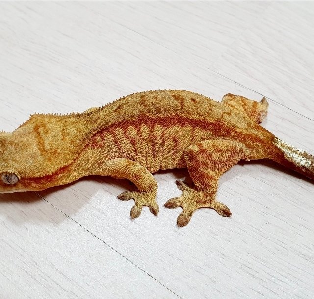 노멀 스트로베리 레드