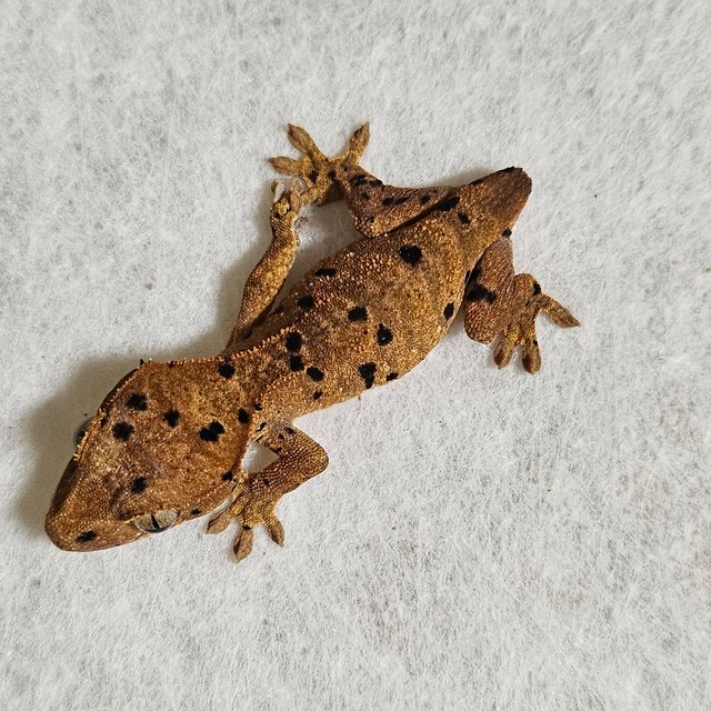 노멀 달마시안 벅스킨 레드 옐로우 화이트