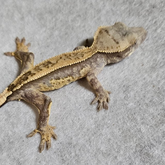 노멀 쿼드 풀핀 핀스트라이프 화이트스팟 트라이