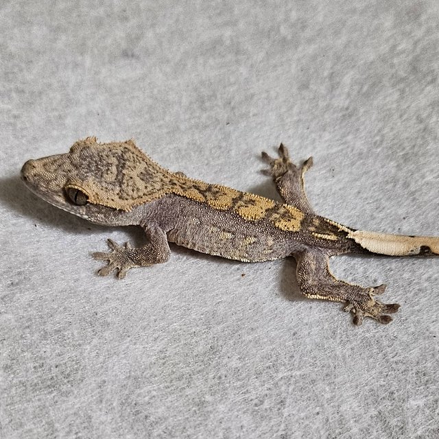 100%헷아잔틱 챠콜