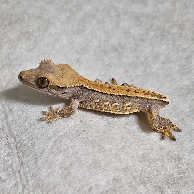 노멀 익스트림할리퀸 화이트스팟 풀핀 핀스트라이프 텐저린