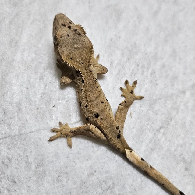 노멀 벅스킨 슈퍼달마시안 레드 옐로우