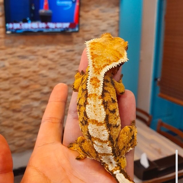 노멀 트라이 익스트림할리퀸 화이트크라운 텐저린 레드