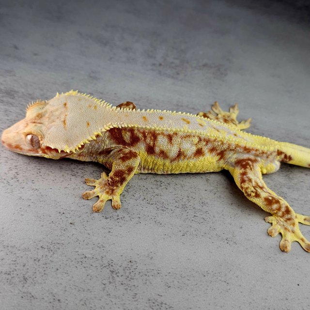 릴리화이트 레드 화이트스팟 풀핀 드리피 화이트