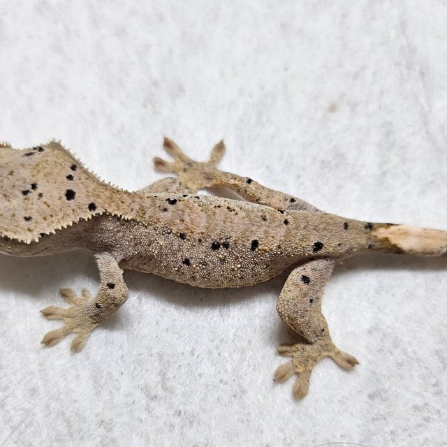 노멀 벅스킨 슈퍼달마시안 화이트 옐로우 레드