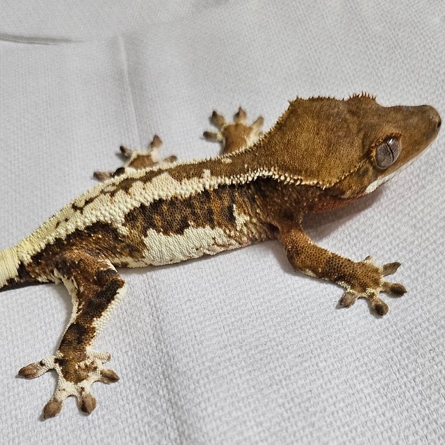 프라푸치노 카푸치노 화이트크라운