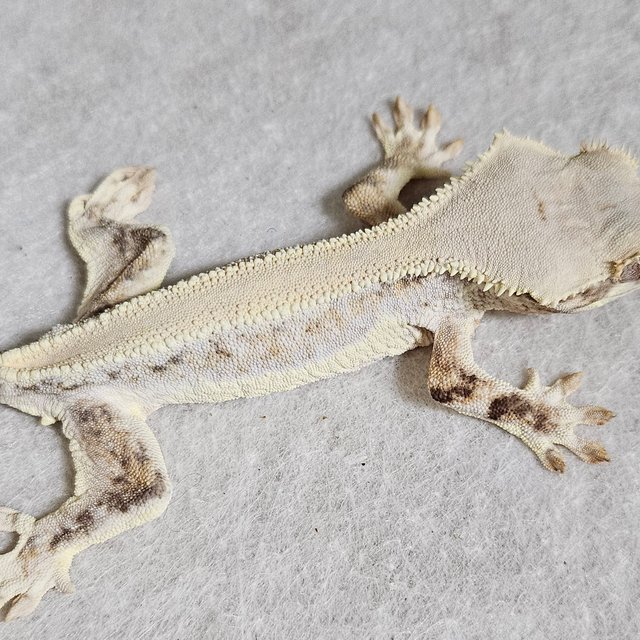 릴리화이트 솔리드백 풀핀 화이트