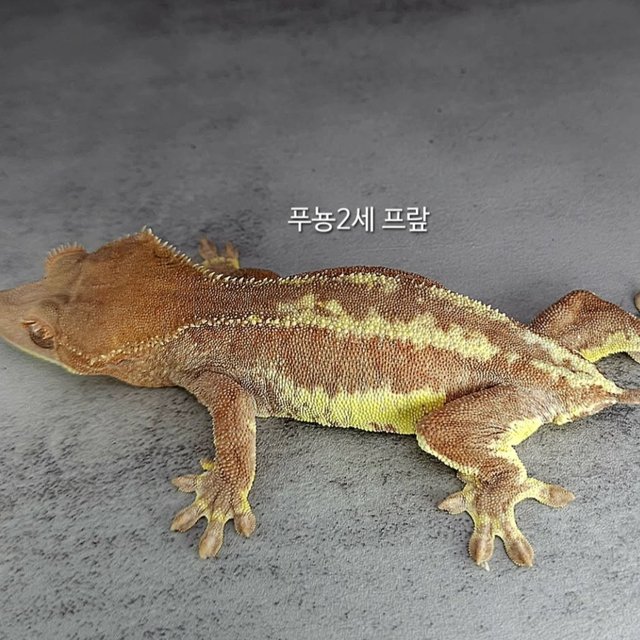 프라푸치노 카푸치노 릴리화이트 화이트크라운 레드