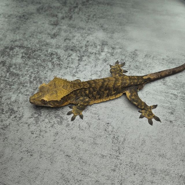 브린들 타이거 다크 블랙 노멀