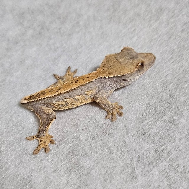 노멀 익스트림할리퀸 화이트스팟 풀핀 핀스트라이프 텐저린