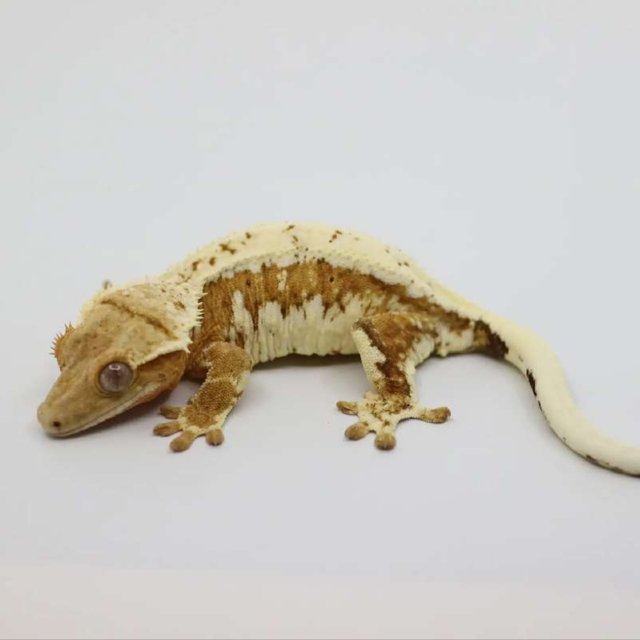 릴리화이트 화이트핀 옐로우 드리피 크림 크림시클