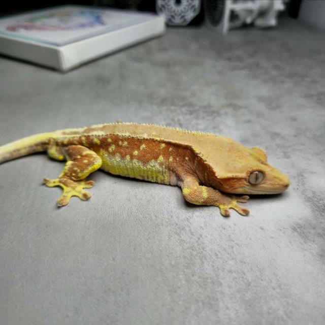 릴리화이트 화이트스팟 화이트포트홀 레드 팬텀