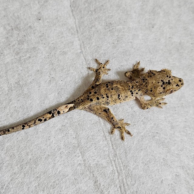 노멀 달마시안 벅스킨 레드 옐로우 화이트