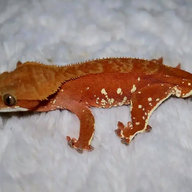 노멀 바이 패턴리스 팬텀 화이트포트홀 레드