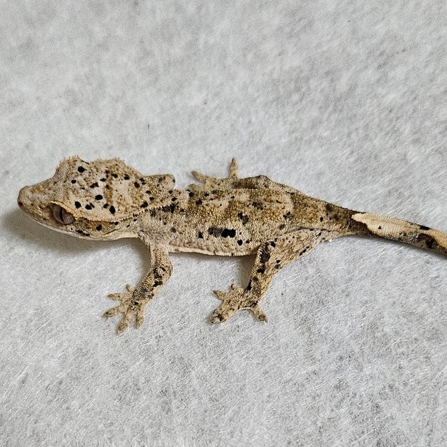 노멀 달마시안 벅스킨 옐로우 화이트 레드