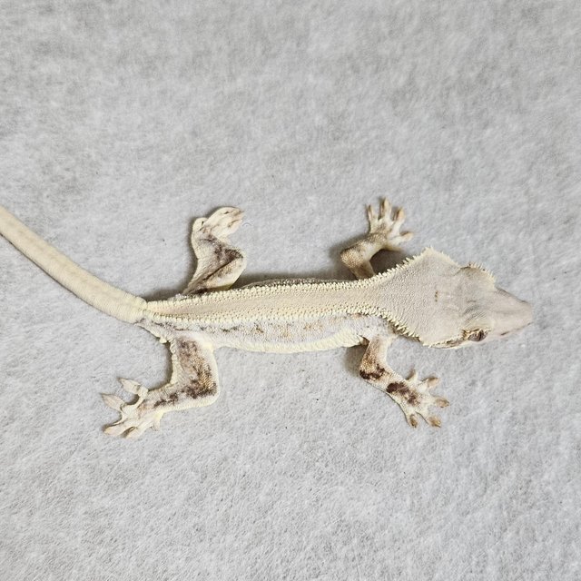 릴리화이트 솔리드백 풀핀 화이트