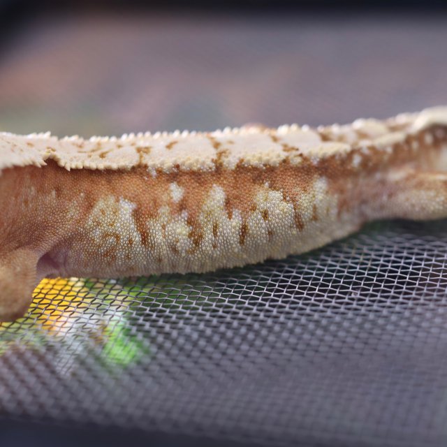 릴리화이트 팬텀 옐로우 스트로베리 화이트크라운