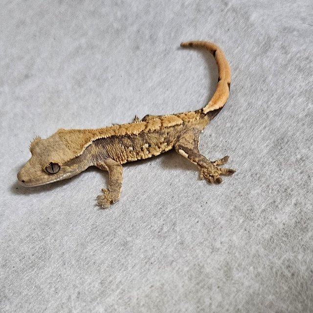 노멀 트라이 익스트림할리퀸 할리퀸 텐저린