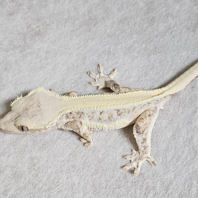 릴리화이트 솔리드백 풀핀 화이트