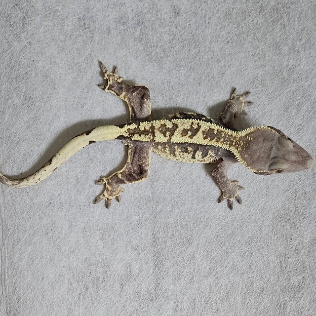 카푸치노 프라푸치노 화이트스팟 화이트크라운 화이트핀