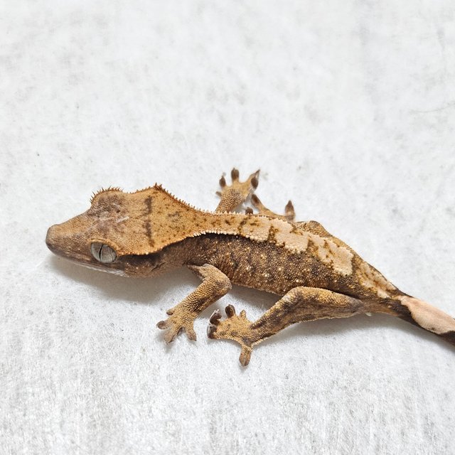 노멀 화이트스팟 익스트림할리퀸 트라이 텐저린