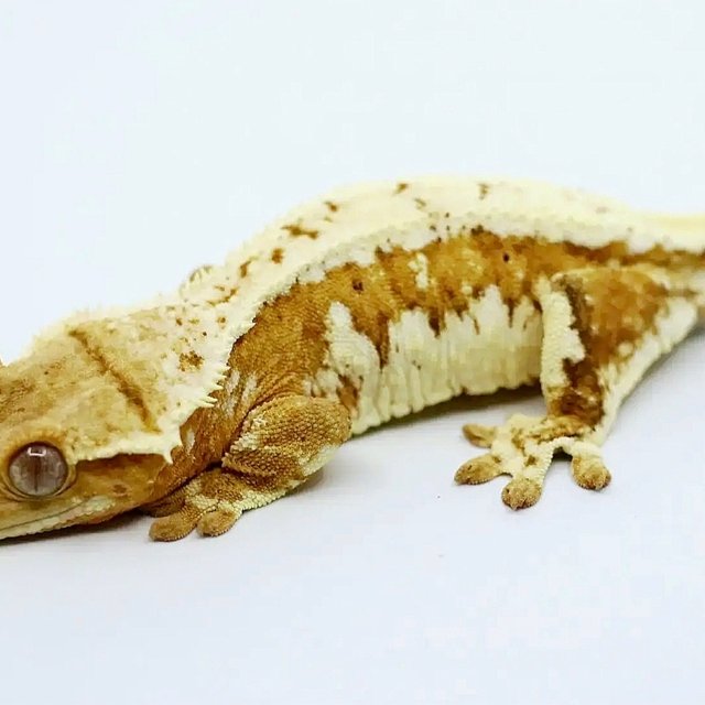 릴리화이트 드리피 화이트핀 옐로우 풀핀