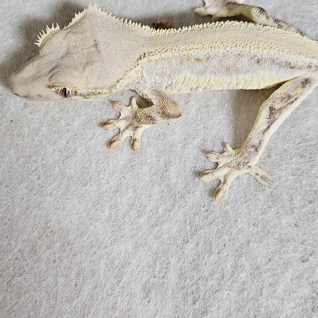 릴리화이트 솔리드백 풀핀 화이트