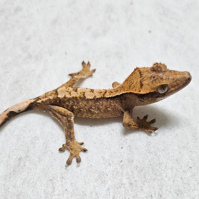 노멀 화이트스팟 익스트림할리퀸 트라이 텐저린