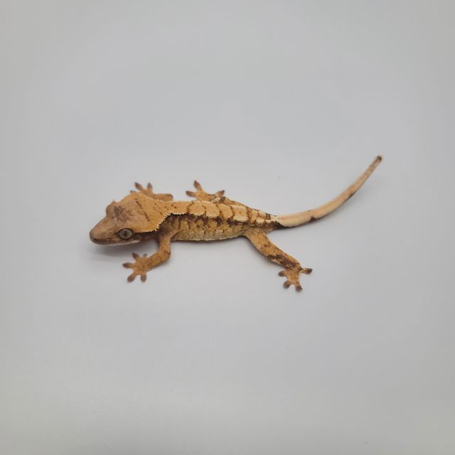 트라이 익스트림할리퀸