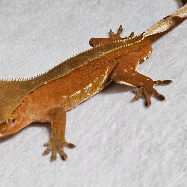 노멀 바이 패턴리스 팬텀 화이트포트홀 레드