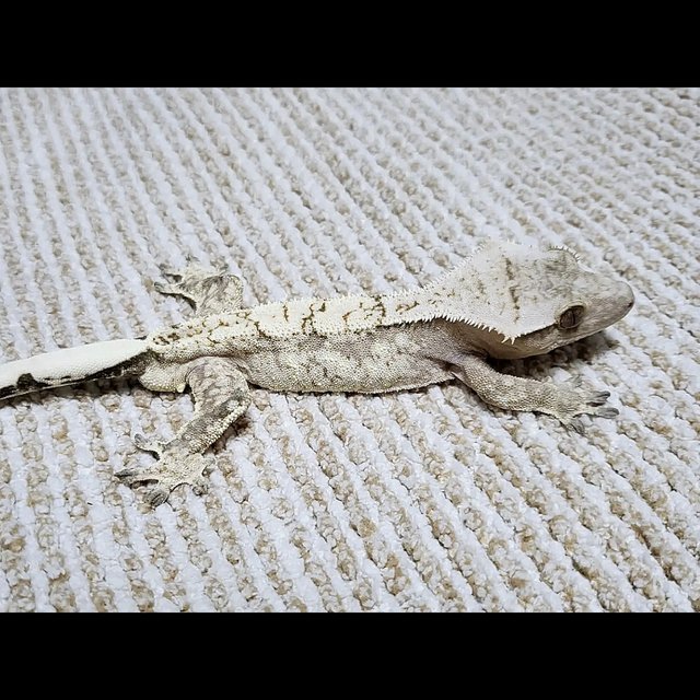 노멀 드리피 화이트스팟 화이트크라운 풀핀 옐로우